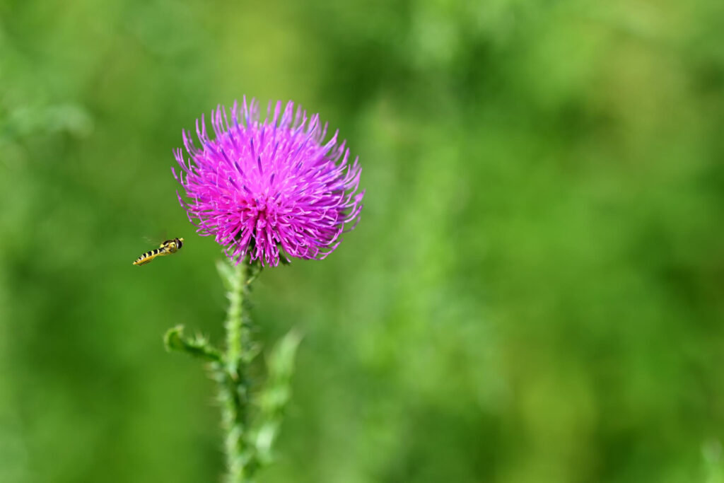 Milk thistle cancer warning