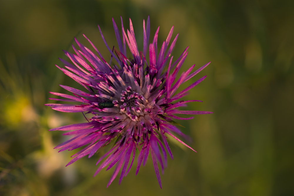 Milk thistle benefits