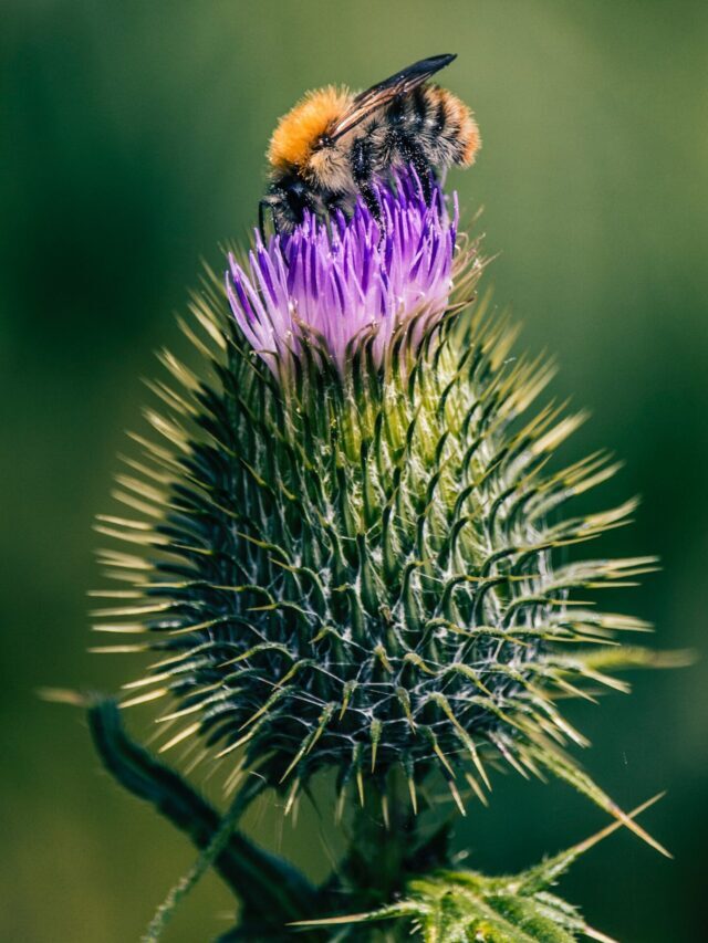 Milk thistle cancer warning