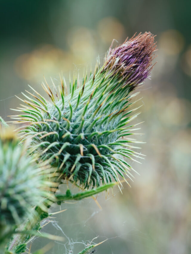 Dangers of milk thistle